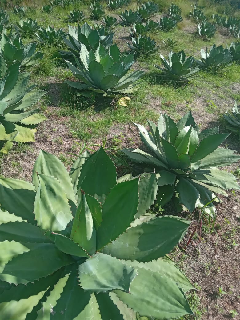 Planta de maguey Cupreata 1