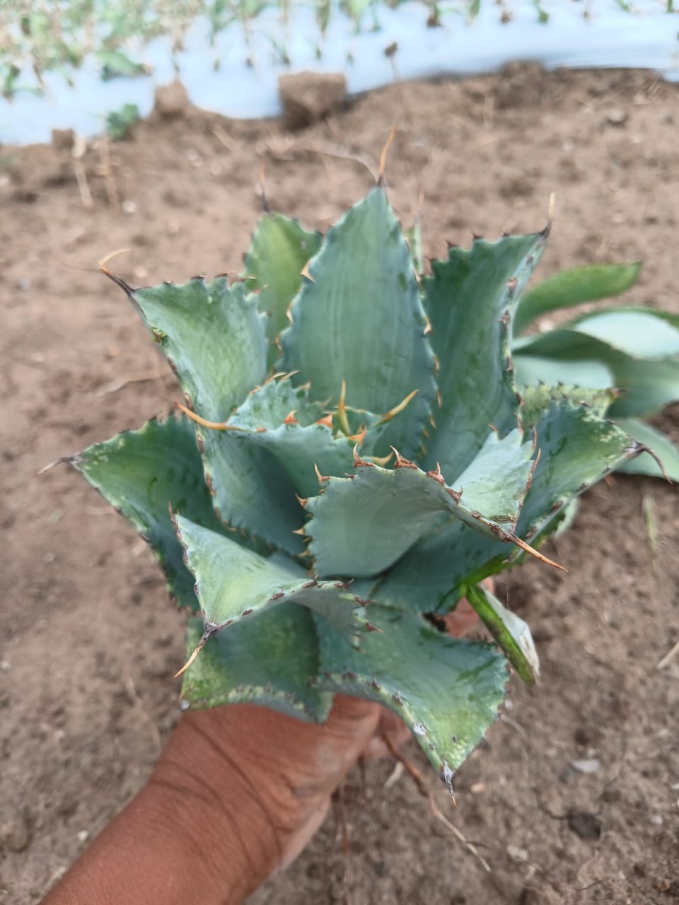 Planta de maguey Cupreata 2
