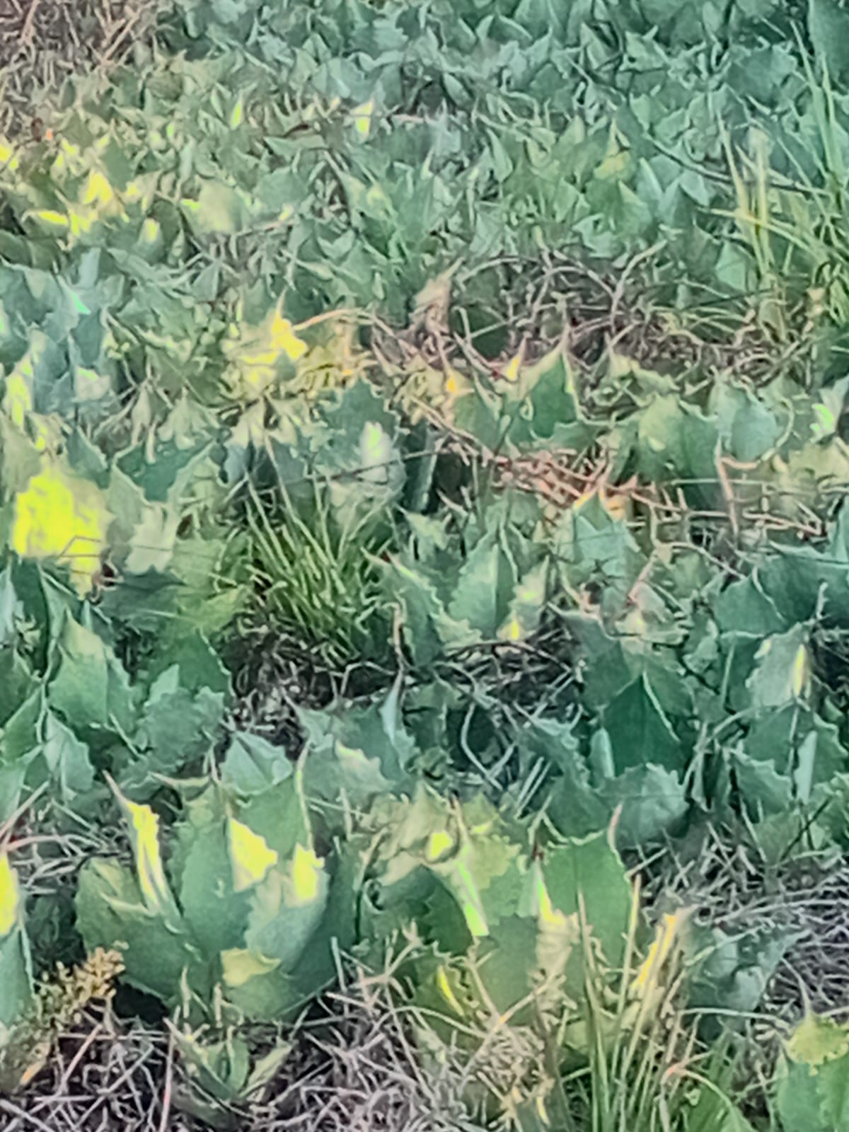 Planta de maguey Cupreata 3