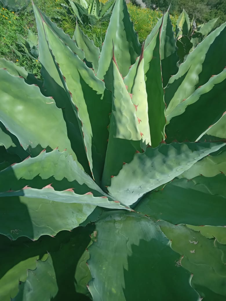 Planta de maguey Cupreata 4