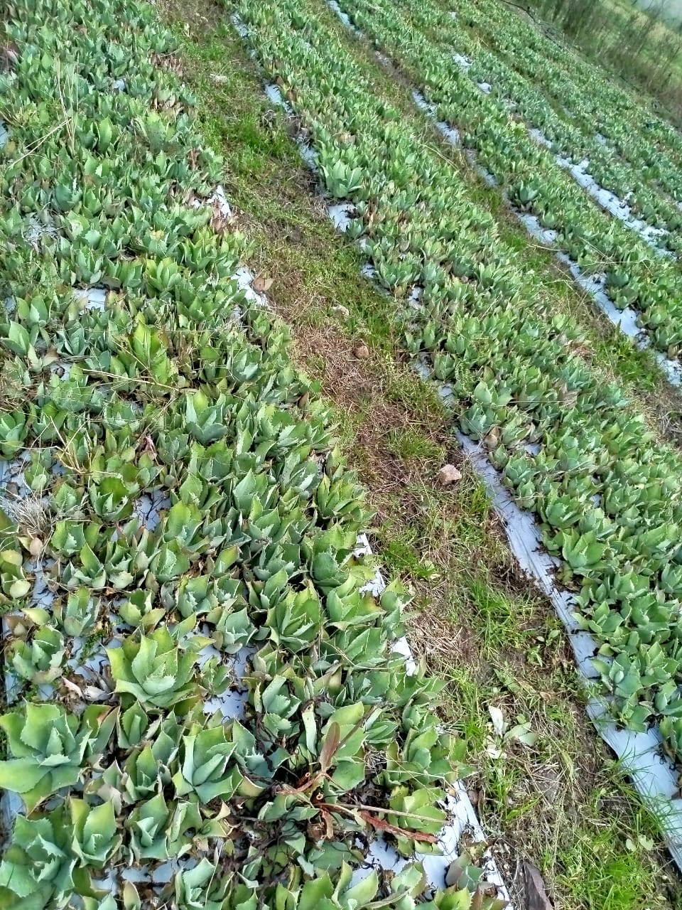 Planta de maguey Cupreata 5