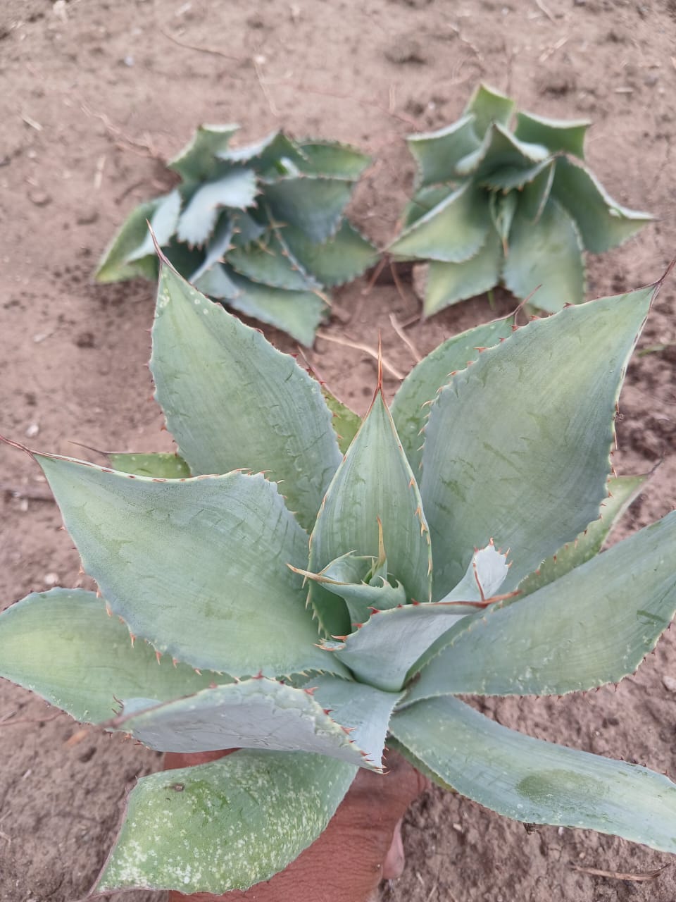 Planta de maguey Cupreata 6