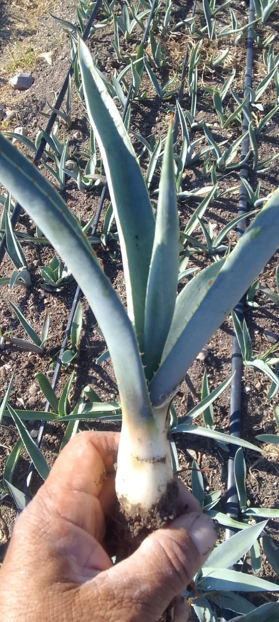 Planta de maguey Espadín 1