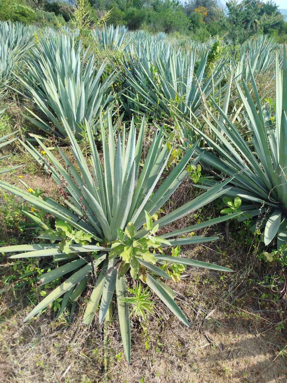 Planta de maguey Espadín 2