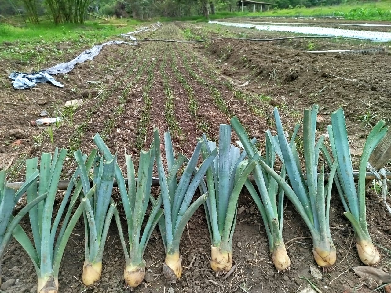 Planta de maguey Espadín 3