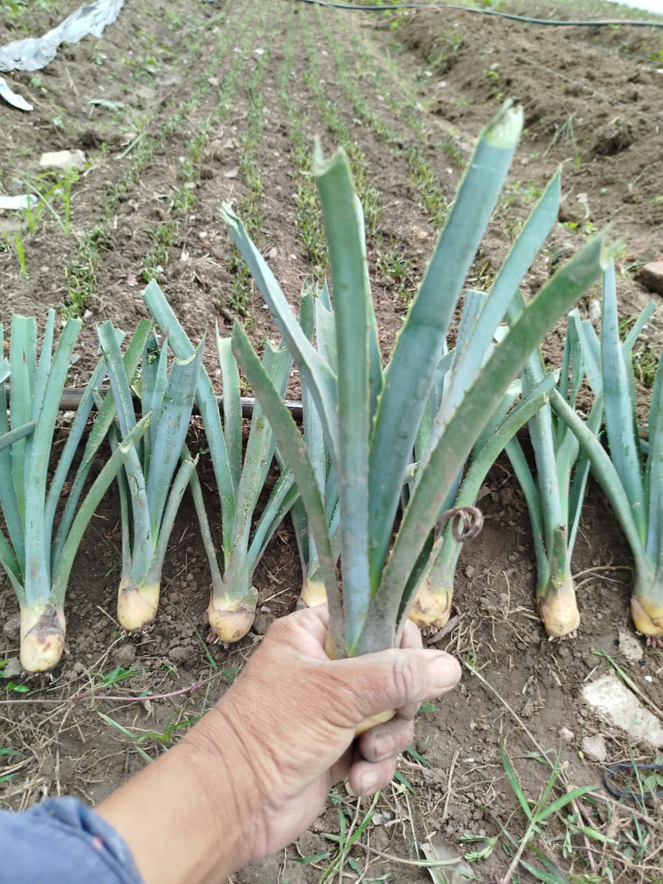 Planta de maguey Espadín 4