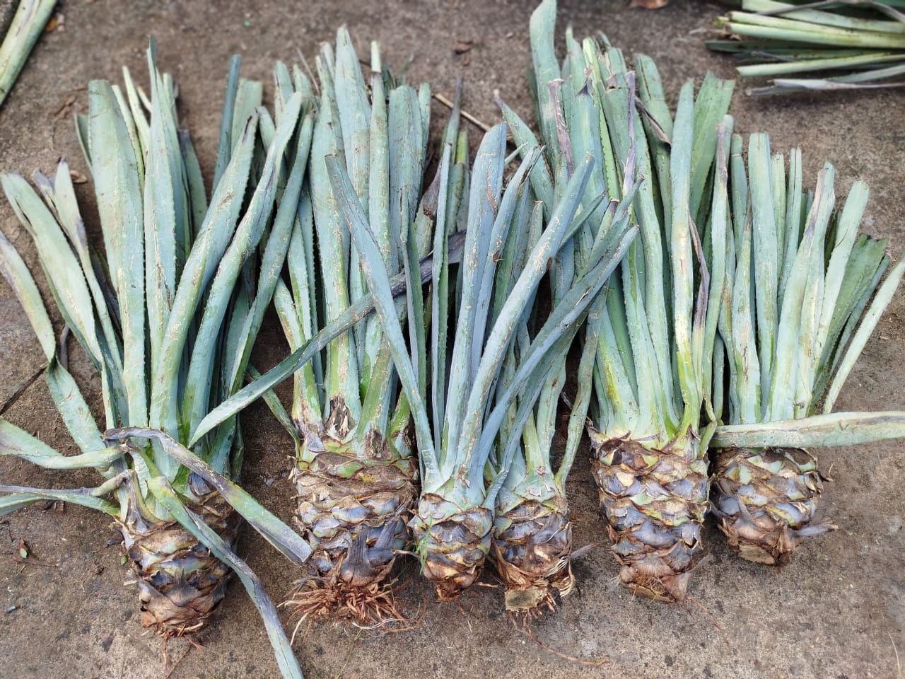 Planta de maguey Espadín 5