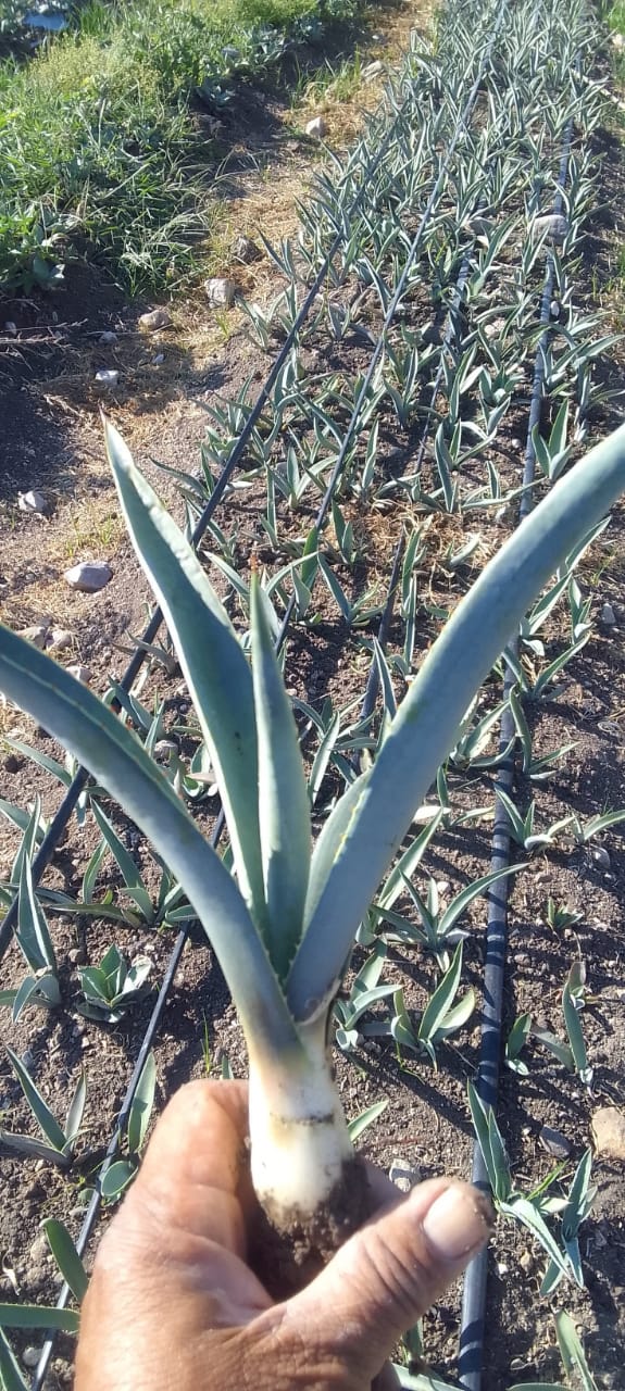Planta de maguey Espadín 6